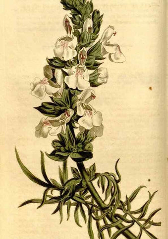 Reproducción/Reproduction 8247989586: Curtis's botanical magazine.. London ;New York [etc.] :Academic Press [etc.]