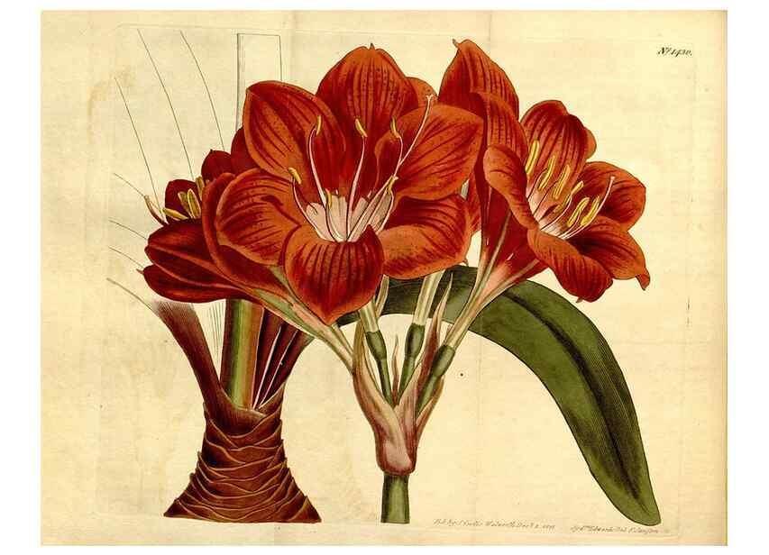 Reproducción/Reproduction 8247990110: Curtis's botanical magazine.. London ;New York [etc.] :Academic Press [etc.]
