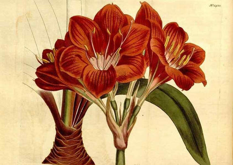 Reproducción/Reproduction 8247990110: Curtis's botanical magazine.. London ;New York [etc.] :Academic Press [etc.]