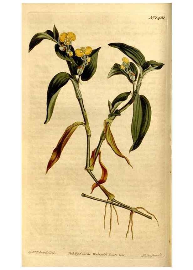 Reproducción/Reproduction 8247990726: Curtis's botanical magazine.. London ;New York [etc.] :Academic Press [etc.]