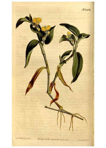 Reproducción/Reproduction 8247990726: Curtis's botanical magazine.. London ;New York [etc.] :Academic Press [etc.]