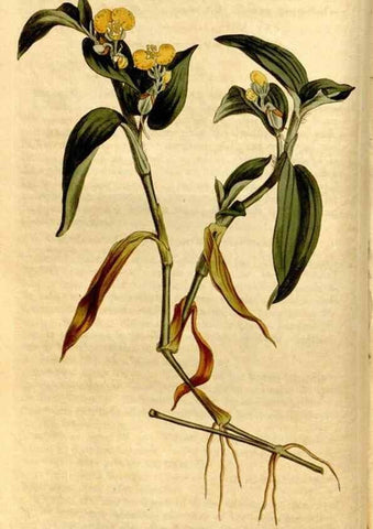 Reproducción/Reproduction 8247990726: Curtis's botanical magazine.. London ;New York [etc.] :Academic Press [etc.]