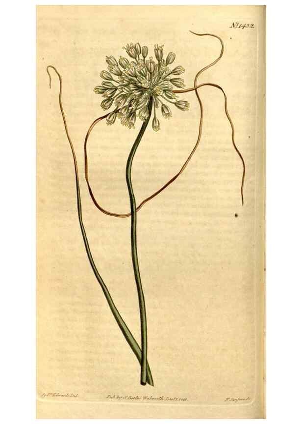 Reproducción/Reproduction 8246923057: Curtis's botanical magazine.. London ;New York [etc.] :Academic Press [etc.]