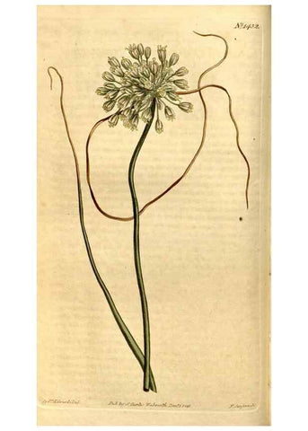 Reproducción/Reproduction 8246923057: Curtis's botanical magazine.. London ;New York [etc.] :Academic Press [etc.]