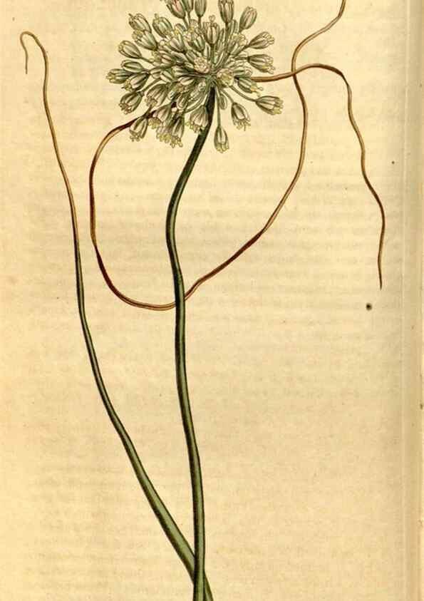 Reproducción/Reproduction 8246923057: Curtis's botanical magazine.. London ;New York [etc.] :Academic Press [etc.]