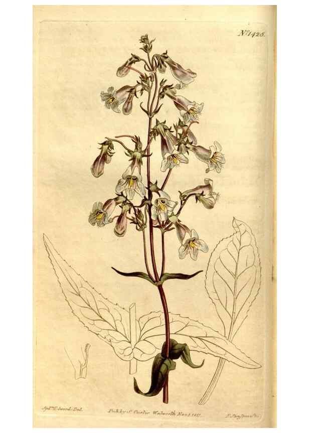 Reproducción/Reproduction 8247986738: Curtis's botanical magazine.. London ;New York [etc.] :Academic Press [etc.]