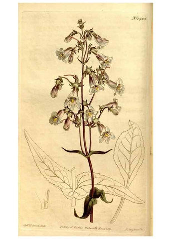 Reproducción/Reproduction 8247986738: Curtis's botanical magazine.. London ;New York [etc.] :Academic Press [etc.]