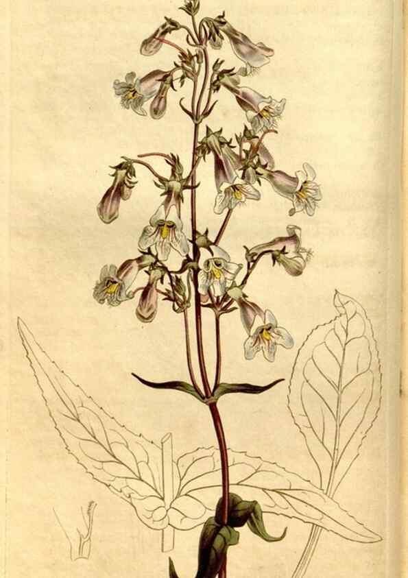 Reproducción/Reproduction 8247986738: Curtis's botanical magazine.. London ;New York [etc.] :Academic Press [etc.]