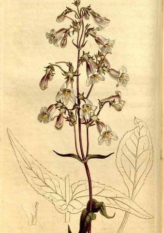 Reproducción/Reproduction 8247986738: Curtis's botanical magazine.. London ;New York [etc.] :Academic Press [etc.]