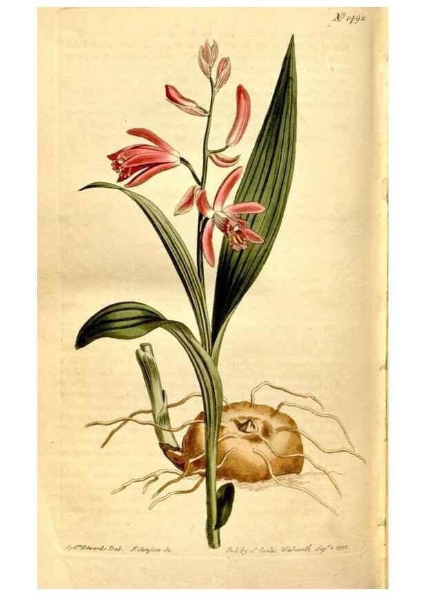 Reproducción/Reproduction 8248031226: Curtis's botanical magazine.. London ;New York [etc.] :Academic Press [etc.]