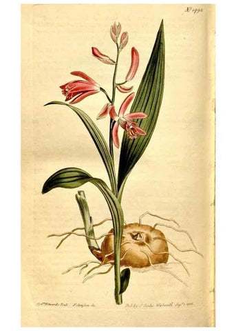 Reproducción/Reproduction 8248031226: Curtis's botanical magazine.. London ;New York [etc.] :Academic Press [etc.]