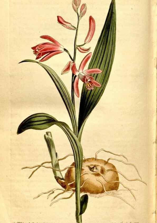Reproducción/Reproduction 8248031226: Curtis's botanical magazine.. London ;New York [etc.] :Academic Press [etc.]