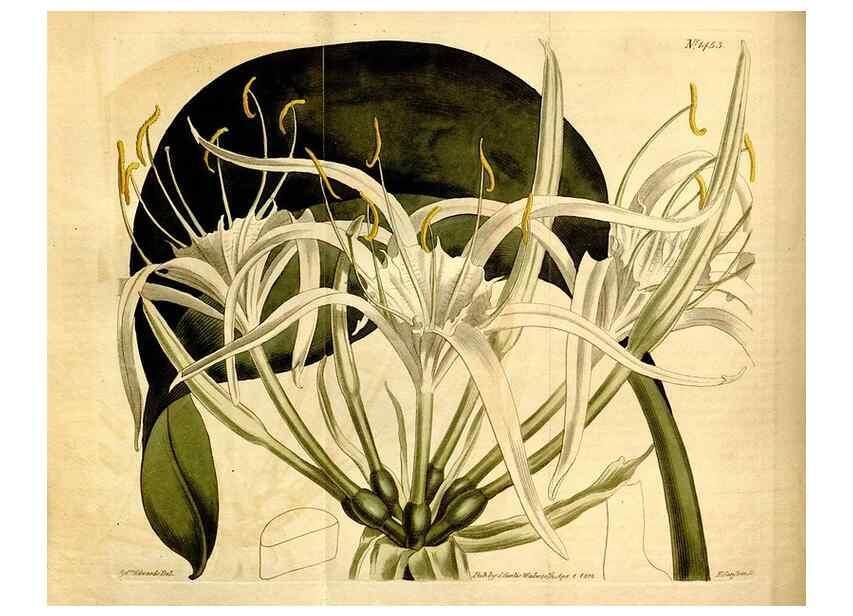 Reproducción/Reproduction 8248003224: Curtis's botanical magazine.. London ;New York [etc.] :Academic Press [etc.]