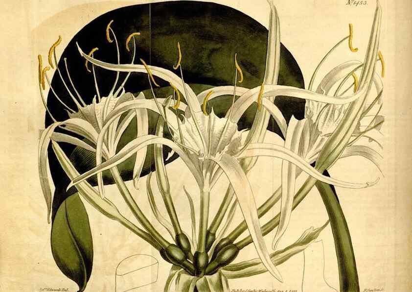 Reproducción/Reproduction 8248003224: Curtis's botanical magazine.. London ;New York [etc.] :Academic Press [etc.]