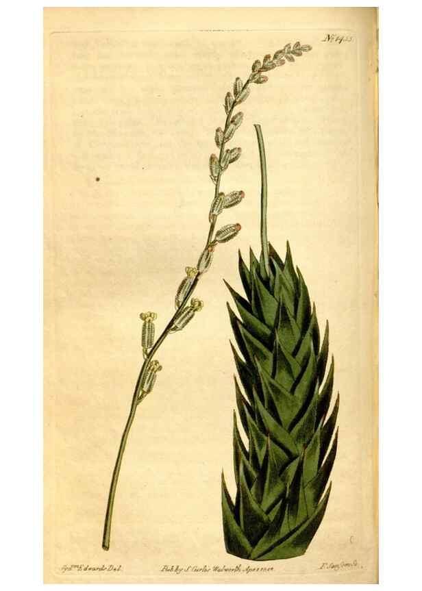 Reproducción/Reproduction 8246936159: Curtis's botanical magazine.. London ;New York [etc.] :Academic Press [etc.]