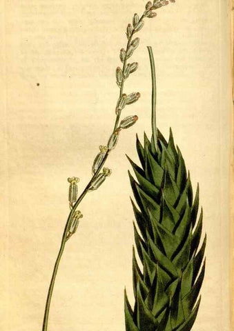 Reproducción/Reproduction 8246936159: Curtis's botanical magazine.. London ;New York [etc.] :Academic Press [etc.]