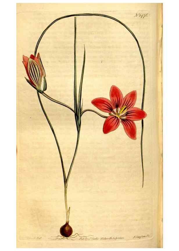 Reproducción/Reproduction 8248018230: Curtis's botanical magazine.. London ;New York [etc.] :Academic Press [etc.]