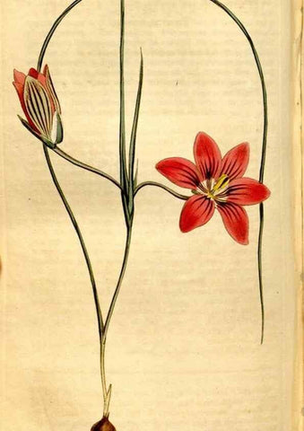 Reproducción/Reproduction 8248018230: Curtis's botanical magazine.. London ;New York [etc.] :Academic Press [etc.]