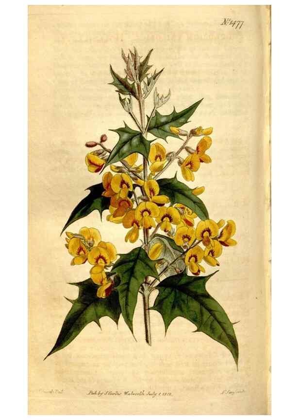 Reproducción/Reproduction 8246950579: Curtis's botanical magazine.. London ;New York [etc.] :Academic Press [etc.]