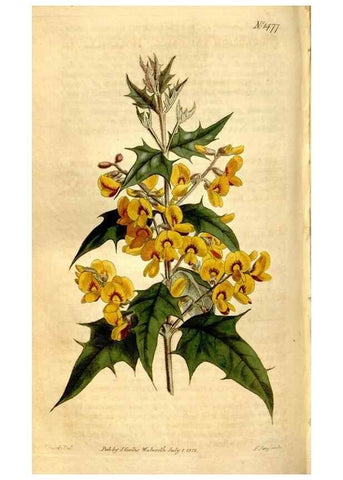 Reproducción/Reproduction 8246950579: Curtis's botanical magazine.. London ;New York [etc.] :Academic Press [etc.]