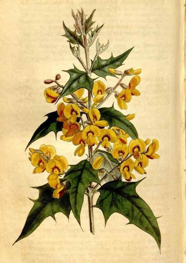 Reproducción/Reproduction 8246950579: Curtis's botanical magazine.. London ;New York [etc.] :Academic Press [etc.]