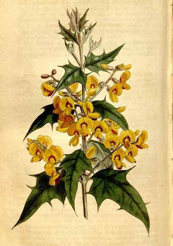 Reproducción/Reproduction 8246950579: Curtis's botanical magazine.. London ;New York [etc.] :Academic Press [etc.]