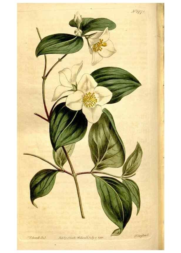 Reproducción/Reproduction 8246951265: Curtis's botanical magazine.. London ;New York [etc.] :Academic Press [etc.]