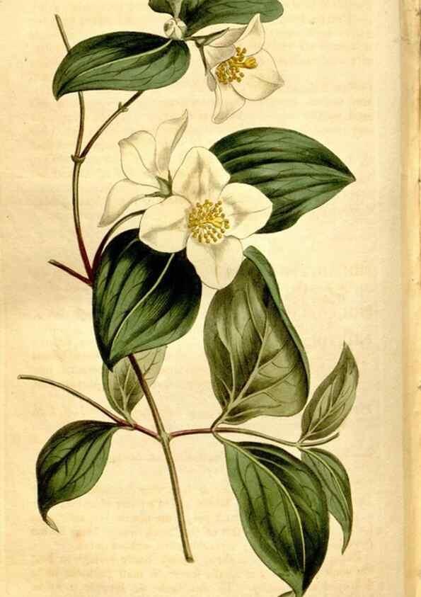 Reproducción/Reproduction 8246951265: Curtis's botanical magazine.. London ;New York [etc.] :Academic Press [etc.]
