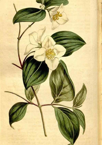 Reproducción/Reproduction 8246951265: Curtis's botanical magazine.. London ;New York [etc.] :Academic Press [etc.]