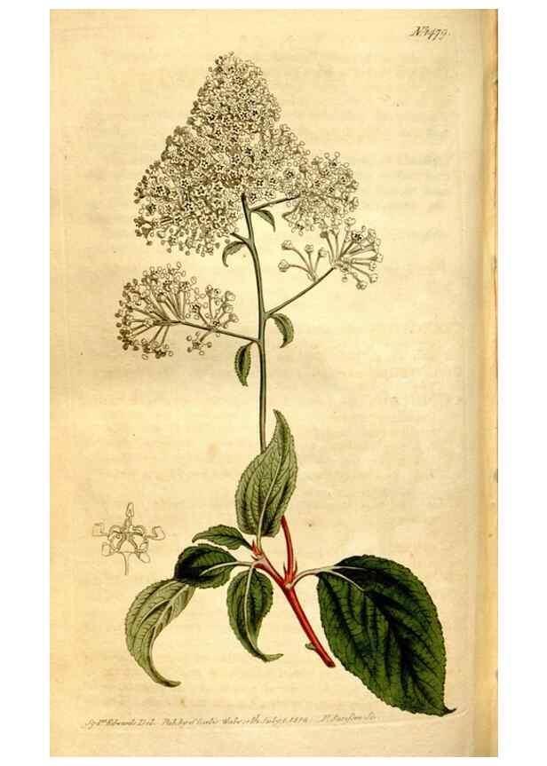 Reproducción/Reproduction 8248020168: Curtis's botanical magazine.. London ;New York [etc.] :Academic Press [etc.]