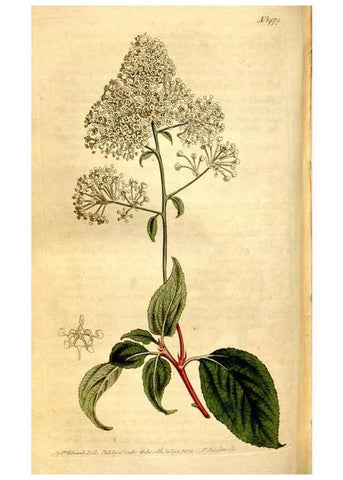 Reproducción/Reproduction 8248020168: Curtis's botanical magazine.. London ;New York [etc.] :Academic Press [etc.]