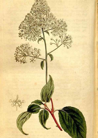Reproducción/Reproduction 8248020168: Curtis's botanical magazine.. London ;New York [etc.] :Academic Press [etc.]