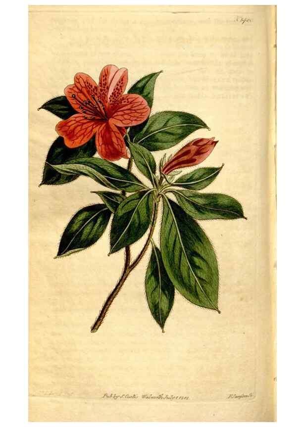 Reproducción/Reproduction 8246952955: Curtis's botanical magazine.. London ;New York [etc.] :Academic Press [etc.]