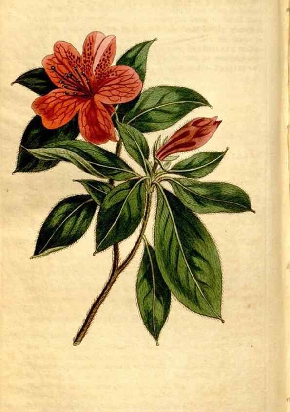 Reproducción/Reproduction 8246952955: Curtis's botanical magazine.. London ;New York [etc.] :Academic Press [etc.]