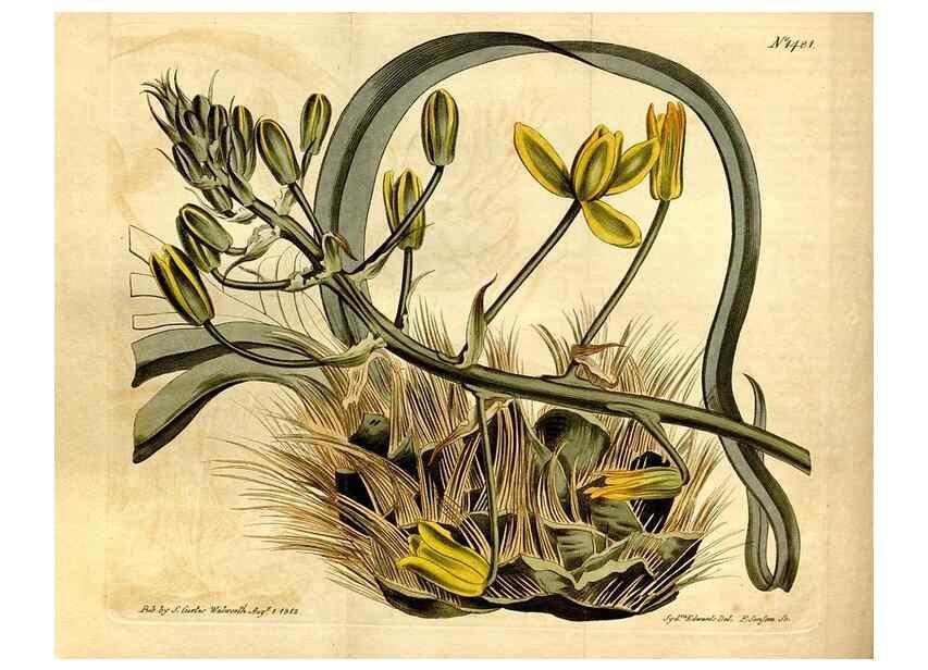 Reproducción/Reproduction 8246953681: Curtis's botanical magazine.. London ;New York [etc.] :Academic Press [etc.]