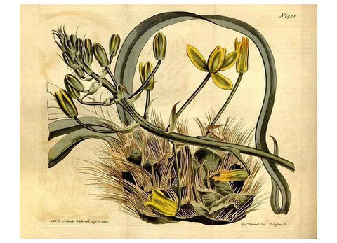 Reproducción/Reproduction 8246953681: Curtis's botanical magazine.. London ;New York [etc.] :Academic Press [etc.]