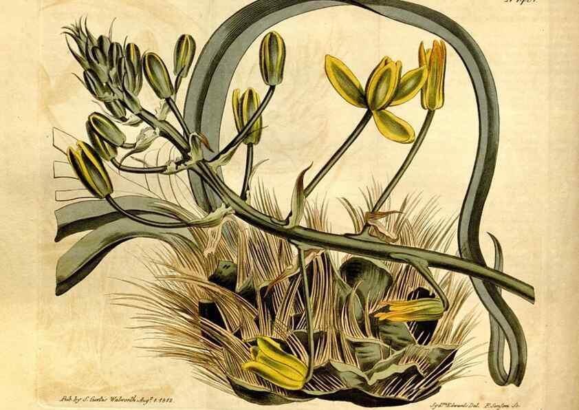 Reproducción/Reproduction 8246953681: Curtis's botanical magazine.. London ;New York [etc.] :Academic Press [etc.]