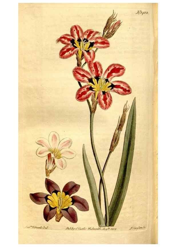 Reproducción/Reproduction 8248022718: Curtis's botanical magazine.. London ;New York [etc.] :Academic Press [etc.]