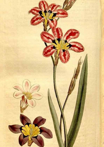 Reproducción/Reproduction 8248022718: Curtis's botanical magazine.. London ;New York [etc.] :Academic Press [etc.]
