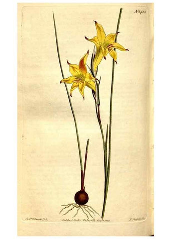 Reproducción/Reproduction 8248023794: Curtis's botanical magazine.. London ;New York [etc.] :Academic Press [etc.]