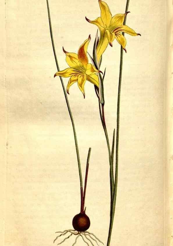 Reproducción/Reproduction 8248023794: Curtis's botanical magazine.. London ;New York [etc.] :Academic Press [etc.]