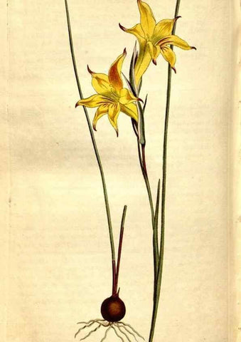 Reproducción/Reproduction 8248023794: Curtis's botanical magazine.. London ;New York [etc.] :Academic Press [etc.]