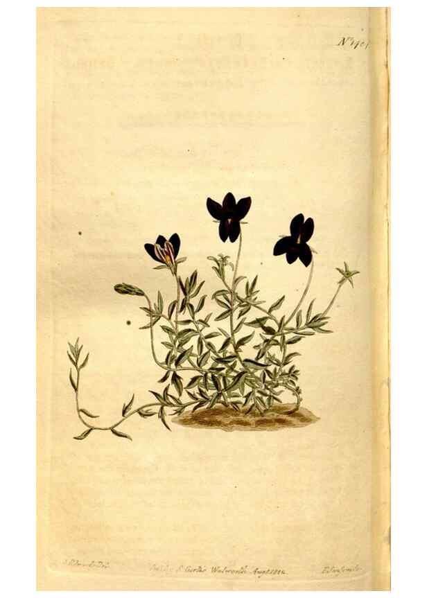 Reproducción/Reproduction 8248024570: Curtis's botanical magazine.. London ;New York [etc.] :Academic Press [etc.]