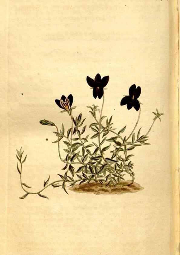 Reproducción/Reproduction 8248024570: Curtis's botanical magazine.. London ;New York [etc.] :Academic Press [etc.]