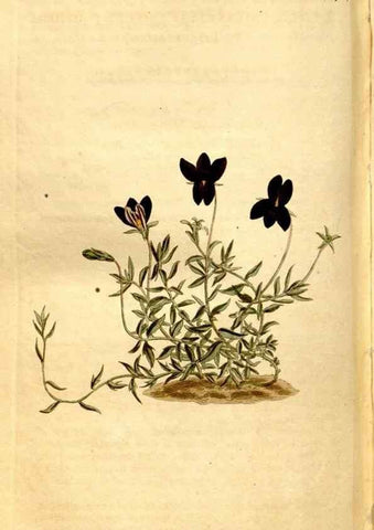 Reproducción/Reproduction 8248024570: Curtis's botanical magazine.. London ;New York [etc.] :Academic Press [etc.]