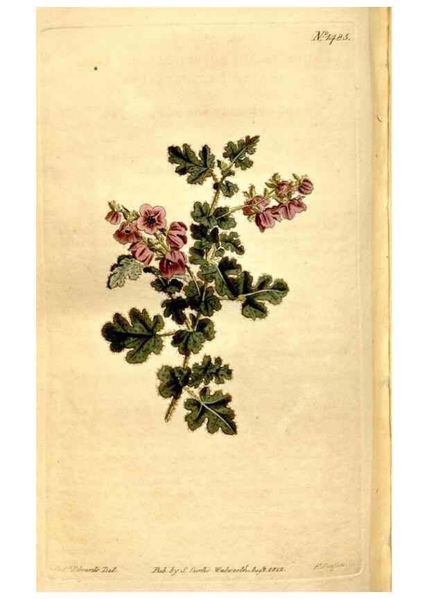 Reproducción/Reproduction 8246957155: Curtis's botanical magazine.. London ;New York [etc.] :Academic Press [etc.]