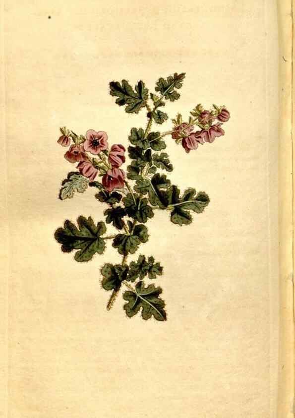 Reproducción/Reproduction 8246957155: Curtis's botanical magazine.. London ;New York [etc.] :Academic Press [etc.]