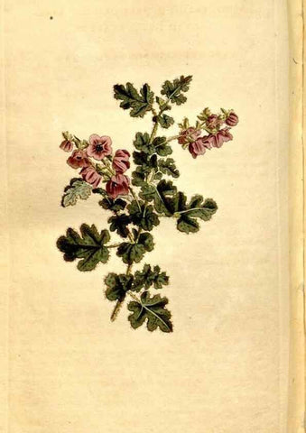 Reproducción/Reproduction 8246957155: Curtis's botanical magazine.. London ;New York [etc.] :Academic Press [etc.]