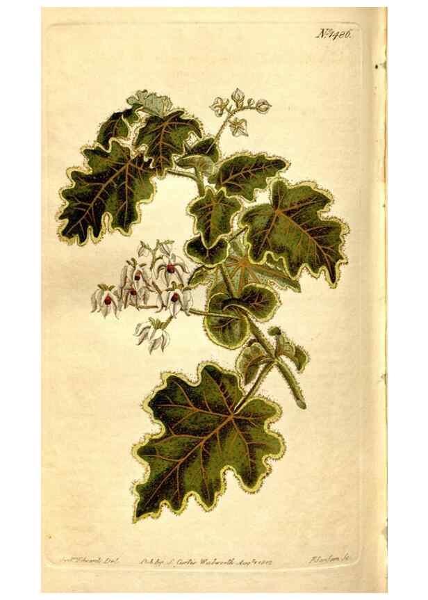 Reproducción/Reproduction 8246958083: Curtis's botanical magazine.. London ;New York [etc.] :Academic Press [etc.]