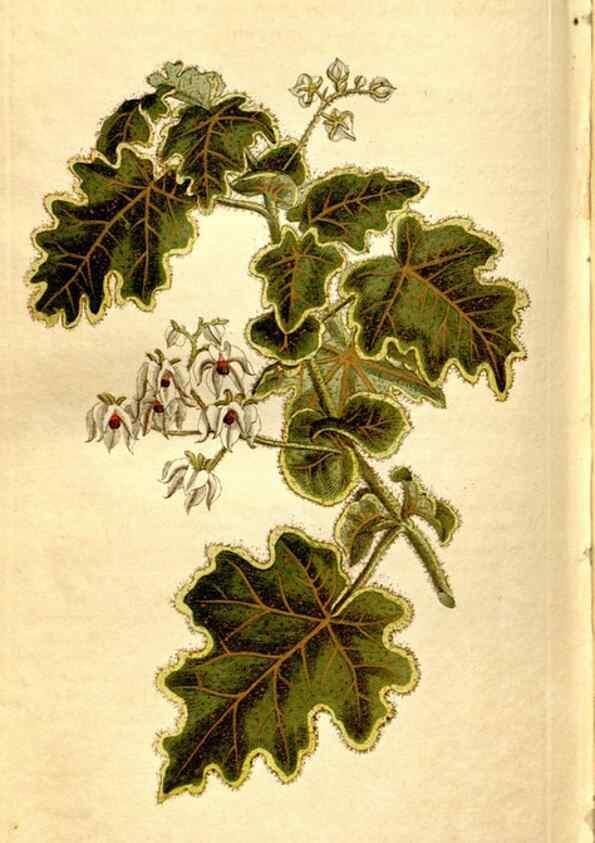 Reproducción/Reproduction 8246958083: Curtis's botanical magazine.. London ;New York [etc.] :Academic Press [etc.]